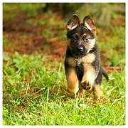 Balu